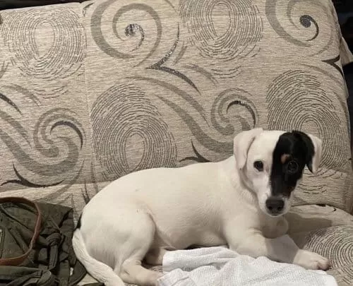 Resmi Işletmeden Orjinal Jack Russel Yavruları