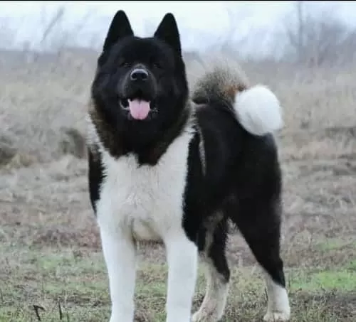 Japon Ve Amerikan Akita Yavruları
