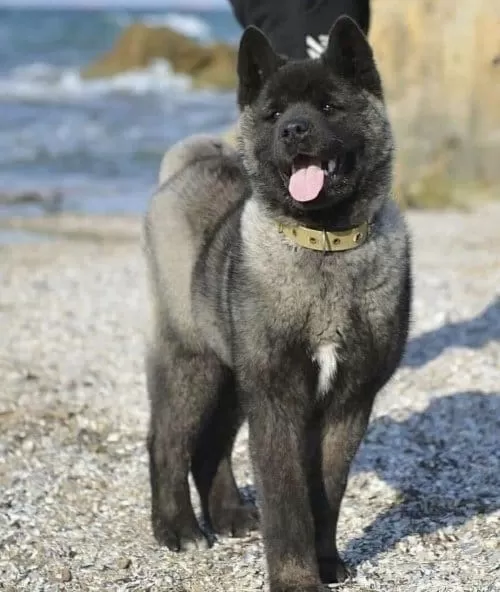 Japon Ve Amerikan Akita Yavruları