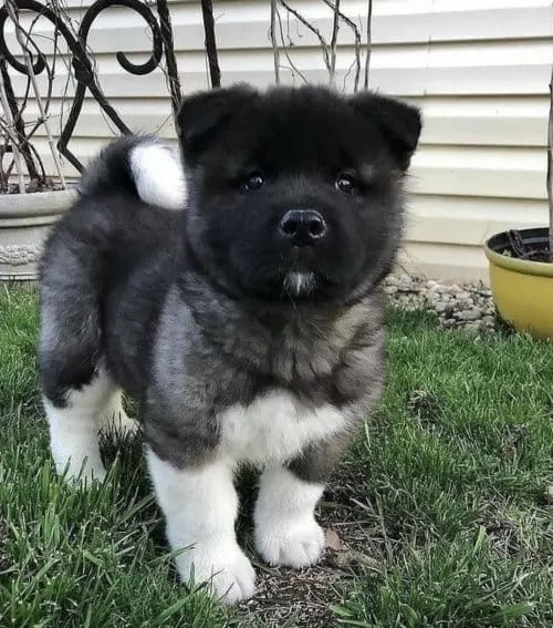 Japon Ve Amerikan Akita Yavruları