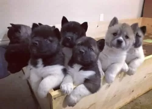 Japon Ve Amerikan Akita Yavruları