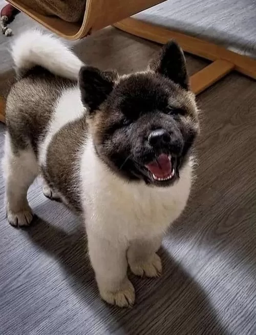 Japon Ve Amerikan Akita Yavruları