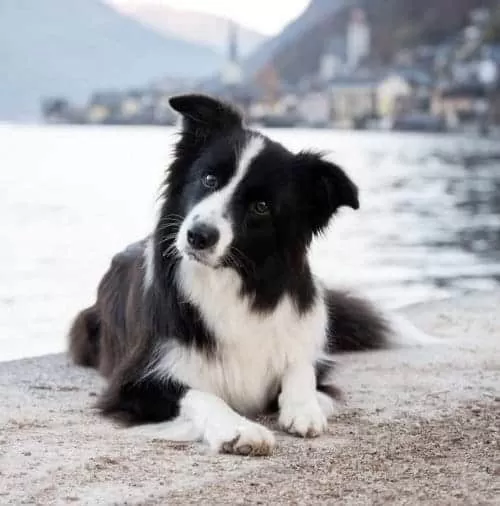 Dünyanın En Akıllı Köpekleri
