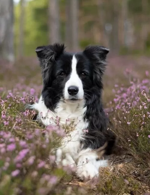 Dünyanın En Akıllı Köpekleri