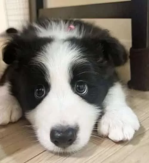 Dünyanın En Akıllı Köpekleri