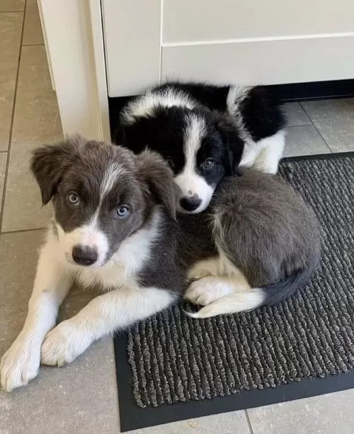 Dünyanın En Akıllı Köpekleri