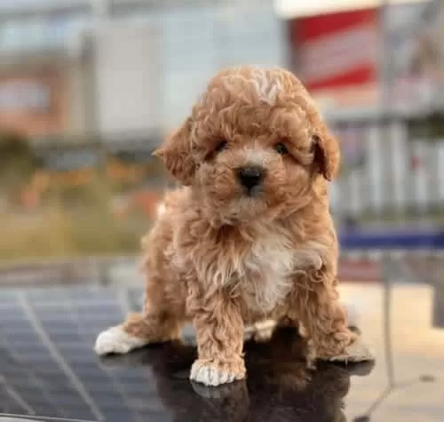 Çift Renk Toy Poodle Yavru Kore Kan