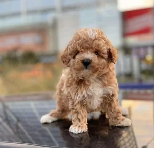 Çift Renk Toy Poodle Yavru Kore Kan