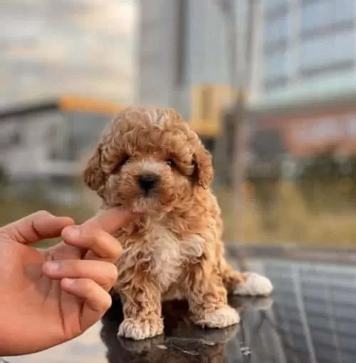 Çift Renk Toy Poodle Yavru Kore Kan