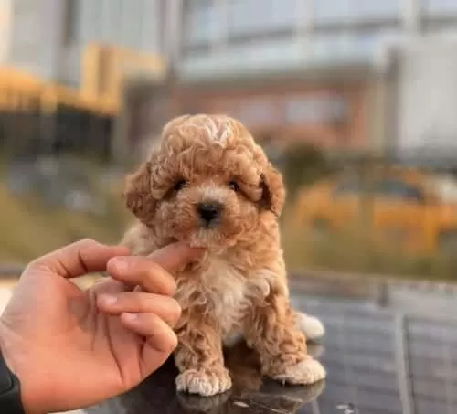 Çift Renk Toy Poodle Yavru Kore Kan