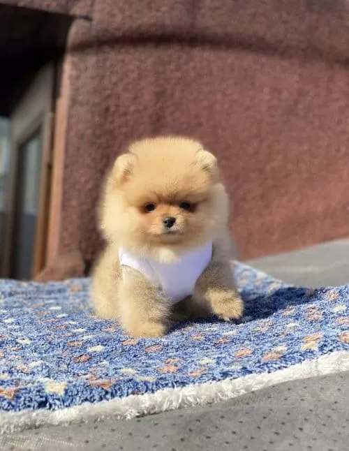Orjinal Turuncu Pomeranian Boo