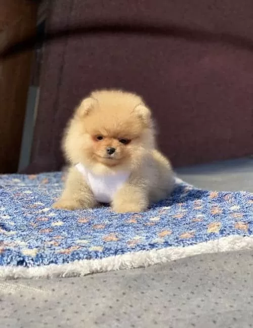 Orjinal Turuncu Pomeranian Boo