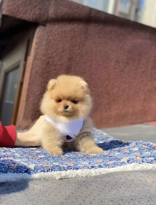 Orjinal Turuncu Pomeranian Boo