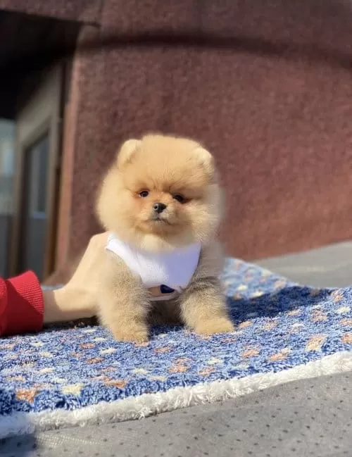 Orjinal Turuncu Pomeranian Boo