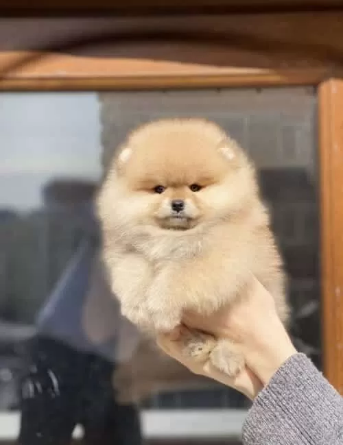 Tosuncuk Bol Tüylu Pomeranian Boo