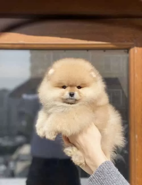 Tosuncuk Bol Tüylu Pomeranian Boo