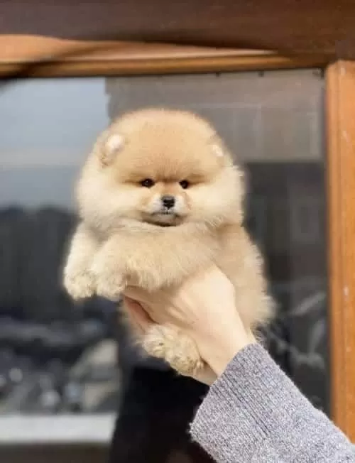 Tosuncuk Bol Tüylu Pomeranian Boo