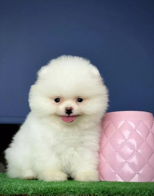 Tatlış Pomeranian Boo Yavrusu