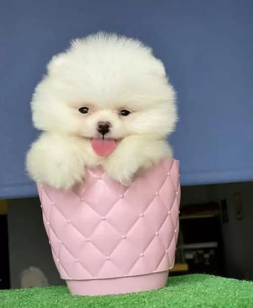 Tatlış Pomeranian Boo Yavrusu