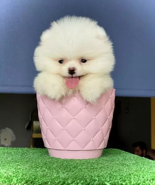 Tatlış Pomeranian Boo Yavrusu