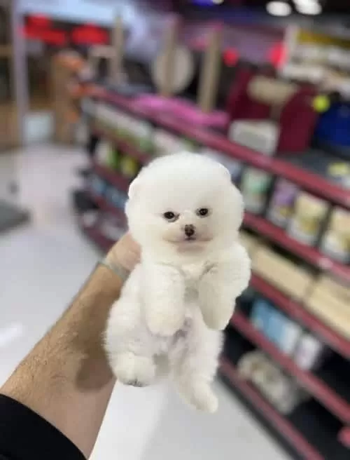 Baş Dudak Pomeranian Boo Yavru