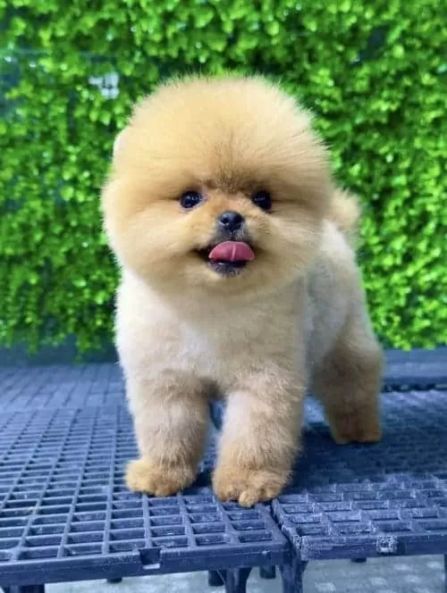 Orange Yavru Orginal Pomeranian Boo