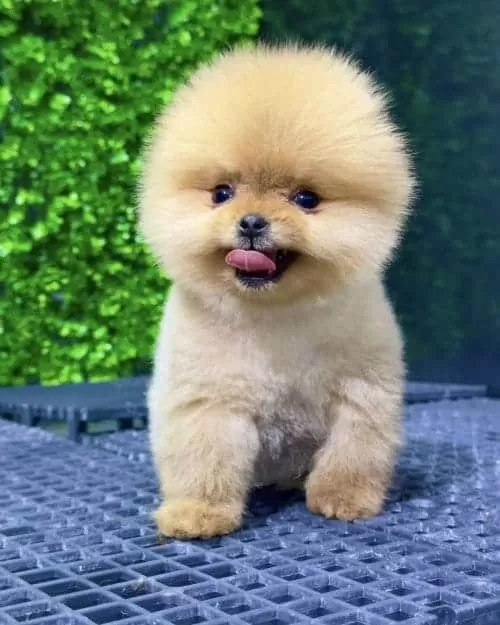 Orange Yavru Orginal Pomeranian Boo