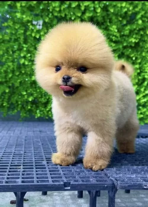 Orange Yavru Orginal Pomeranian Boo
