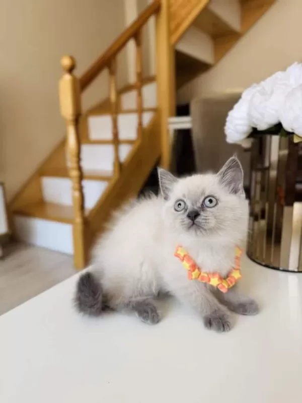 Güzeller Güzeli Ny12 Kızımız British Shorthair