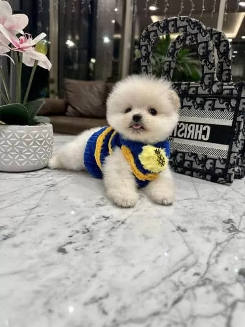 Micro Boy Boo Fiko Yavrumuz