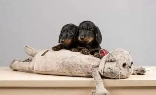 Dachshund Sosis Köpek Yavrular