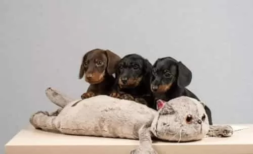 Dachshund Sosis Köpek Yavrular