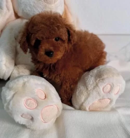 3 Aylık Toy Poddle Sahiplendirme