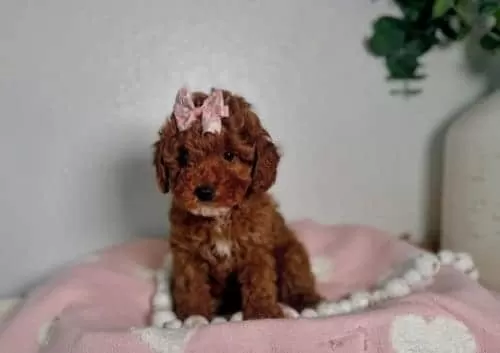 Saf Kan Toy Boy Poodle Bebekler