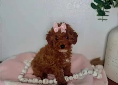 Saf Kan Toy Boy Poodle Bebekler
