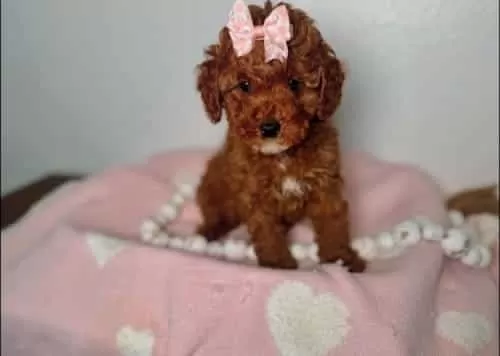 Saf Kan Toy Boy Poodle Bebekler