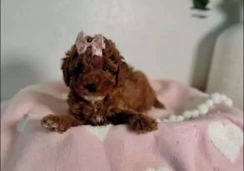 Saf Kan Toy Boy Poodle Bebekler