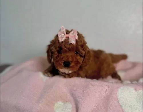 Saf Kan Toy Boy Poodle Bebekler