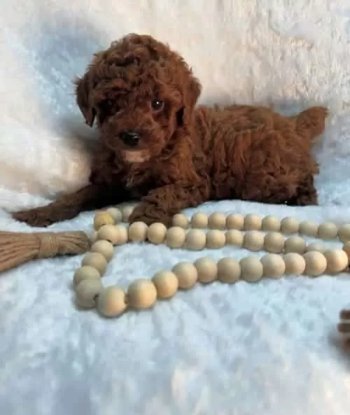 Toy Poodle Eğitimli Ve Sosyal Yavrular