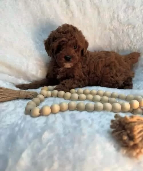 Toy Poodle Eğitimli Ve Sosyal Yavrular