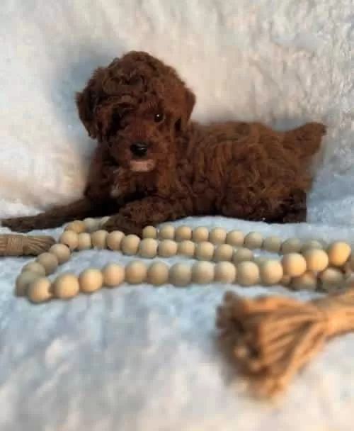 Toy Poodle Eğitimli Ve Sosyal Yavrular