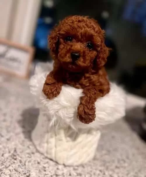 Sevgi Dolu Pofuduk Toy Poodle Yavrular