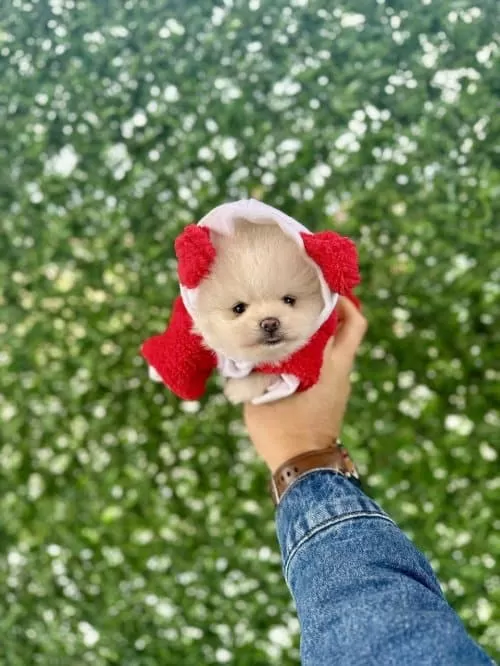 Teady Bear Surat Yavrularımız Pomeranian