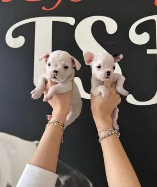 Sevimli Ve Minik French Bulldog Yavrularımız