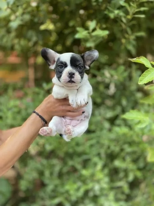 French Bulldog Yavrumuza Yuva Arıyoruz