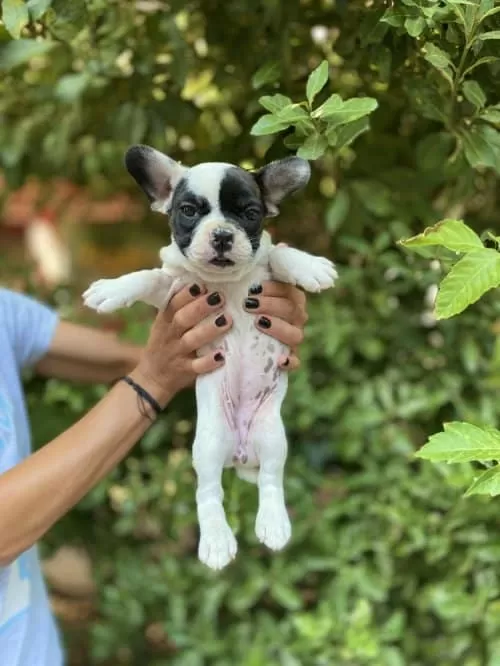 French Bulldog Yavrumuza Yuva Arıyoruz