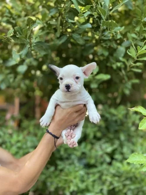 French Bulldog Yavrumuza Yuva Arıyoruz