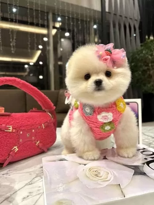 Korea Teacup Bonny Poo