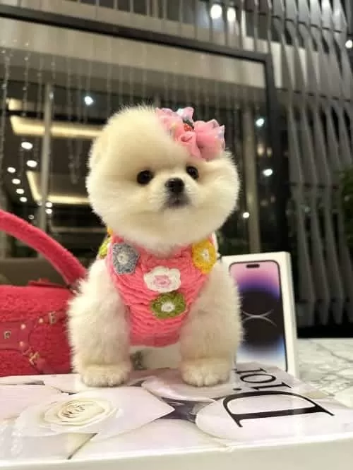 Korea Teacup Bonny Poo