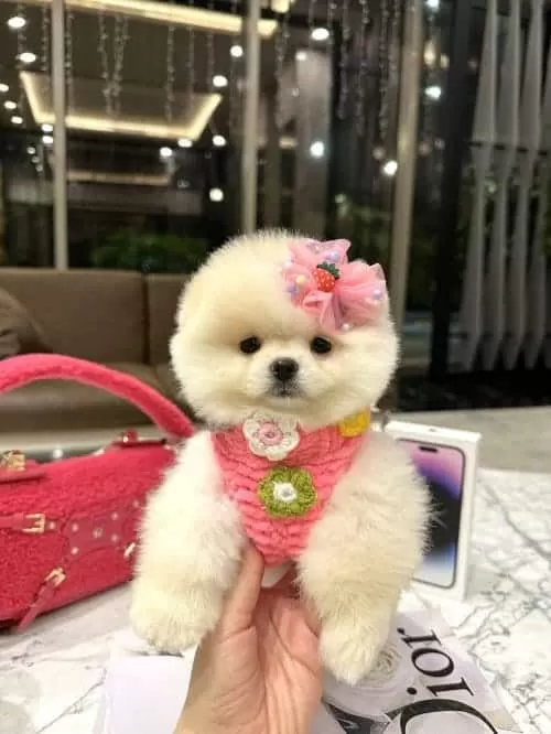 Korea Teacup Bonny Poo